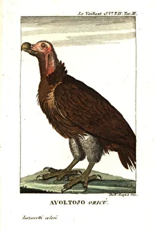 Vulture Gallery: Lappet-faced vulture or Nubian vulture, Torgos