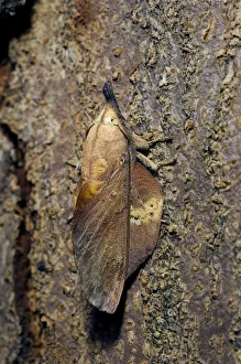 Lappet Moth - on tree-bark - has its wings Lappet Moth - on tree-bark - has its wings