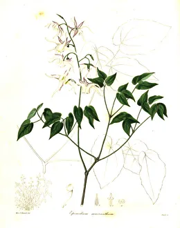 Large-flowered barrenwort, Epimedium grandiflorum Large-flowered barrenwort, Epimedium grandiflorum