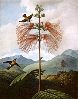 <b class=qtipBold><figcaption>Large Flowering Sensitive Plant</figcaption></b><br>Large Flowering Sensitive Plant, engraved by Stadler after Philip Reinagle, in a book entitled The Temple of Flora by Dr Robert John Thornton (1768-1837). The book was published between 1799 and 1807. Date: 1799<br><em>© Mary Evans Picture Library</em> Large Flowering Sensitive Plant