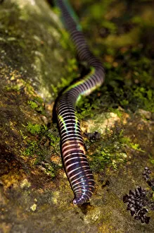 Worms Gallery: Annelid
