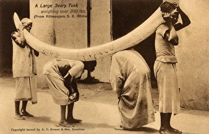 Large Ivory tusk from the Kilimanjaro Region, Tanzania Large Ivory tusk from the Kilimanjaro Region, Tanzania