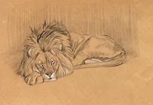 Asleep Gallery: Large male lion sleeping