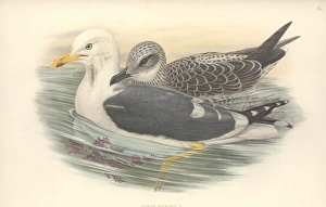 Larus fuscus, lesser black-backed gull Larus fuscus, lesser black-backed gull