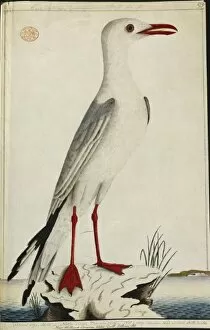 Sea Gull Gallery: Larus novaehollandiae, silver gull