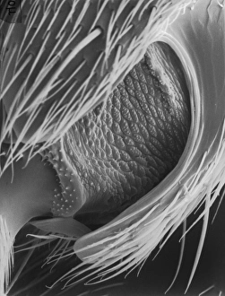 <b class=qtipBold><figcaption>Lasius niger, black garden ant</figcaption></b><br>Scanning electron microscope (SEM) of a black ant leg. Widespread and common in a range of habitats but perhaps most familiar in gardens where nests are formed under paving stones and brickwork. Date:<br><em>© Mary Evans / Natural History Museum</em> Lasius niger, black garden ant
