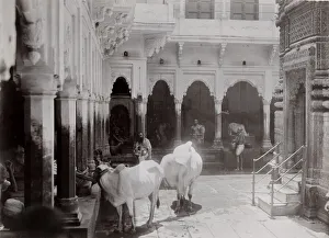 Late 19th century photograph: Cattle, cows in a temple complex, India Late 19th century photograph: Cattle, cows in a temple complex, India
