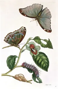 Maria Sibylla Merian's Butterfly Print, 1719