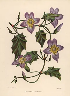 Laurel clockvine or blue trumpet vine, Thunbergia laurifolia Laurel clockvine or blue trumpet vine, Thunbergia laurifolia