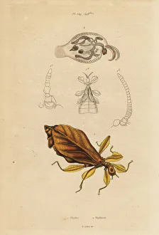 Leaf insect, Phyllium species, and nudibranch Leaf insect, Phyllium species, and nudibranch
