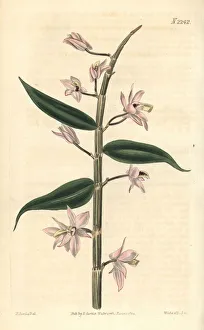 Leafless dendrobium orchid, Dendrobium aphyllum Leafless dendrobium orchid, Dendrobium aphyllum