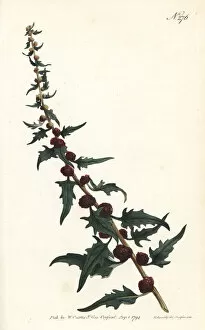 Sansom Gallery: Leafy goosefoot, Chenopodium foliosum
