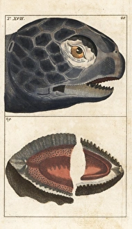 Leatherback sea turtle, Dermochelys coriacea Leatherback sea turtle, Dermochelys coriacea
