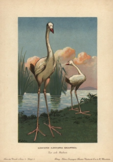 Leguats Giant, Leguatia gigantea, extinct Leguats Giant, Leguatia gigantea, extinct
