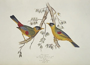 Leiothrix argentauris, silver-eared mesia Leiothrix argentauris, silver-eared mesia