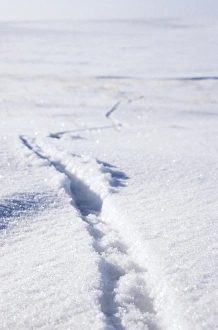 Lemming footprints on snow Lemming footprints on snow