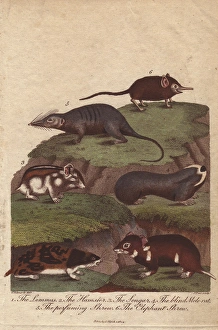 Lemming, hamster, songar rat, blind mole-rat Lemming, hamster, songar rat, blind mole-rat