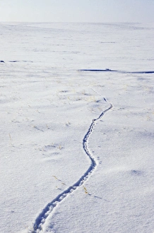 Lemmings footprints on snow surface, typical track Lemmings footprints on snow surface, typical track