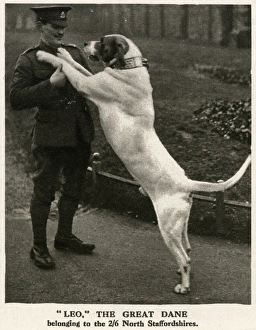 Leo, WW1 great dane dog mascot, 1916 Leo, WW1 great dane dog mascot, 1916
