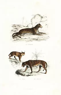 Leopard, lynx and jaguar