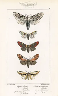Leopard moth, sallow kitten and prominent moths Leopard moth, sallow kitten and prominent moths
