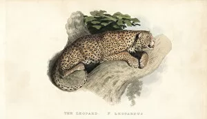 Leopard, Panthera pardus. Near threatened