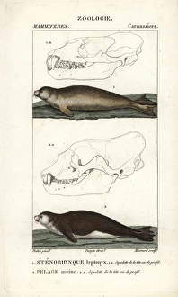 Leopard seal, Hydrurga leptonyx, and Mediterranean Leopard seal, Hydrurga leptonyx, and Mediterranean