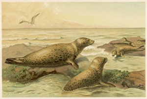<b class=qtipBold><figcaption>Leopard Seals C1880</figcaption></b><br>Leopard seals resting on the rocks.<br><em>© Mary Evans Picture Library</em> Leopard Seals C1880