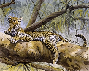 <b class=qtipBold><figcaption>A Leopard sitting in a tree</figcaption></b><br>A male Leopard (Panthera pardus) sitting in the substantial lower branches of a tree in sub-Saharan Africa. Painting by Malcolm Greensmith<br><em>© Mary Evans/Malcolm Greensmith</em> A Leopard sitting in a tree