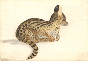Leptailurus serval, serval Leptailurus serval, serval