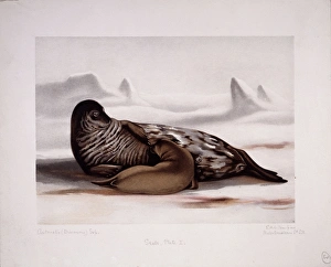 Leptonychotes weddellii, Weddell seal Leptonychotes weddellii, Weddell seal