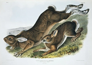 Lepus americanus, snowshoe hare Lepus americanus, snowshoe hare