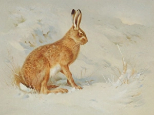 Lepus europaeus, European brown hare Lepus europaeus, European brown hare
