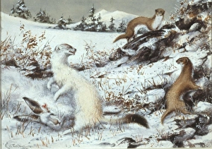 Lepus timidus, Mustela erminea and Mustela nivalis Lepus timidus, Mustela erminea and Mustela nivalis