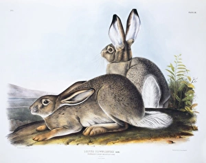 Lepus townsendii, white-tailed jack rabbit Lepus townsendii, white-tailed jack rabbit