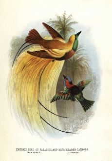 Lesser bird-of-paradise, Paradisaea minor Lesser bird-of-paradise, Paradisaea minor