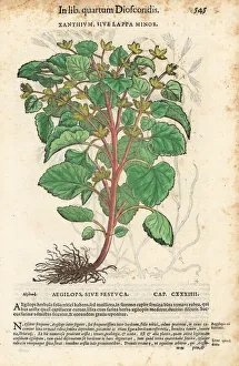 Lesser burdock or cocklebur, Arctium minus Lesser burdock or cocklebur, Arctium minus