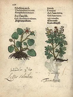 Lesser celandine, Ficaria verna, and fumitory Lesser celandine, Ficaria verna, and fumitory