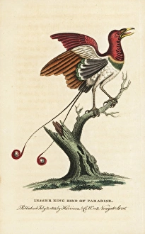 Lesser king bird of paradise, Cicinnurus regius Lesser king bird of paradise, Cicinnurus regius