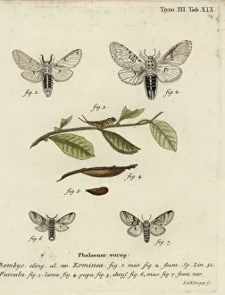 Entomology Collection: Lesser puss moth, Cerura erminea