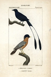 Lesser racket-tailed drongo, Dicrurus remifer Lesser racket-tailed drongo, Dicrurus remifer