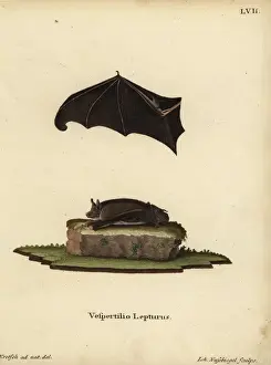 Lesser Sacwinged Bat (Emballonuridae, Mammals)