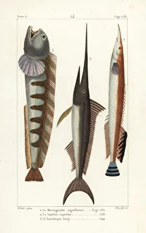 Lesser spiny eel, swordfish and wolf-fish Lesser spiny eel, swordfish and wolf-fish