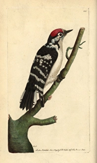 Lesser spotted woodpecker, Dendrocopos minor Lesser spotted woodpecker, Dendrocopos minor