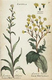 Lesser wild lettuce and great wild lettuce Lesser wild lettuce and great wild lettuce