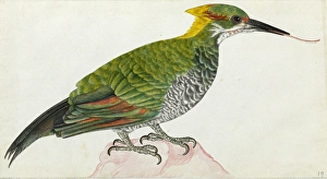 Lesser Yellownape, Picus chlorolophus Lesser Yellownape, Picus chlorolophus