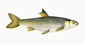 Leuciscus leuciscus, or Common Dace