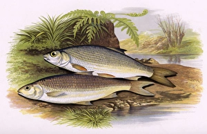 Leuciscus leuciscus, or Graining and Dace