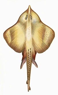 Leucoraja fullonica, or Shagreen Ray Leucoraja fullonica, or Shagreen Ray