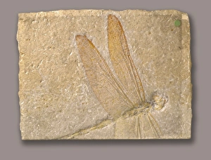 Libellulium longialata, dragonfly Libellulium longialata, dragonfly